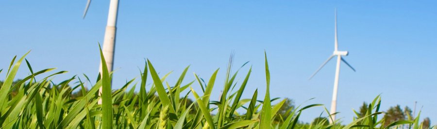 Wind turbines rising above the green grass, under a clear blue sky.