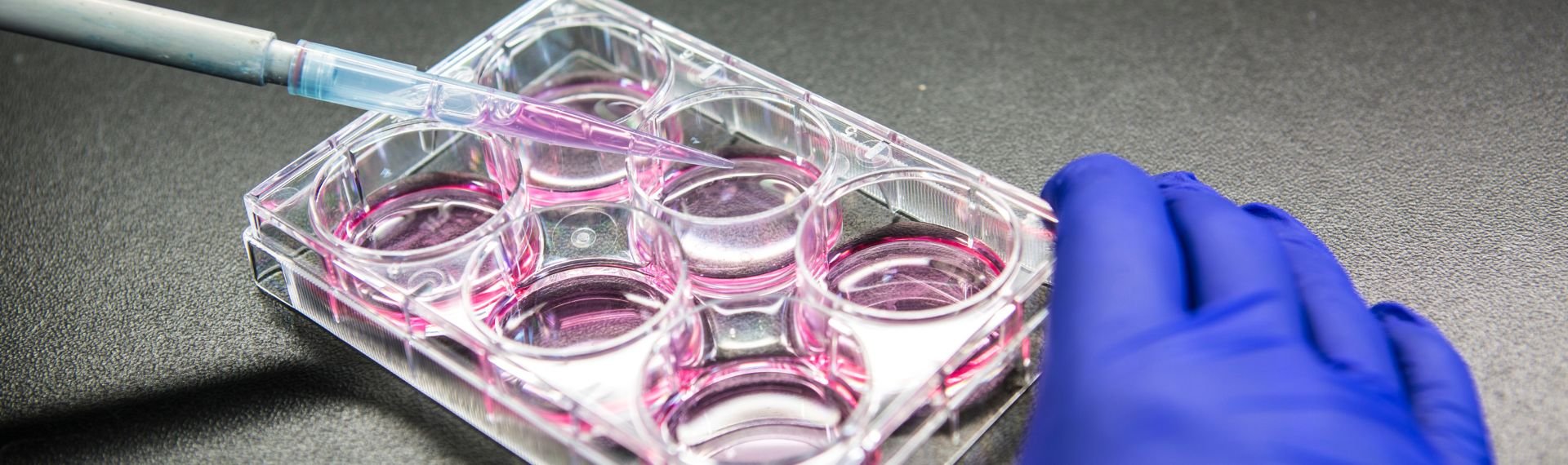 Cell culture