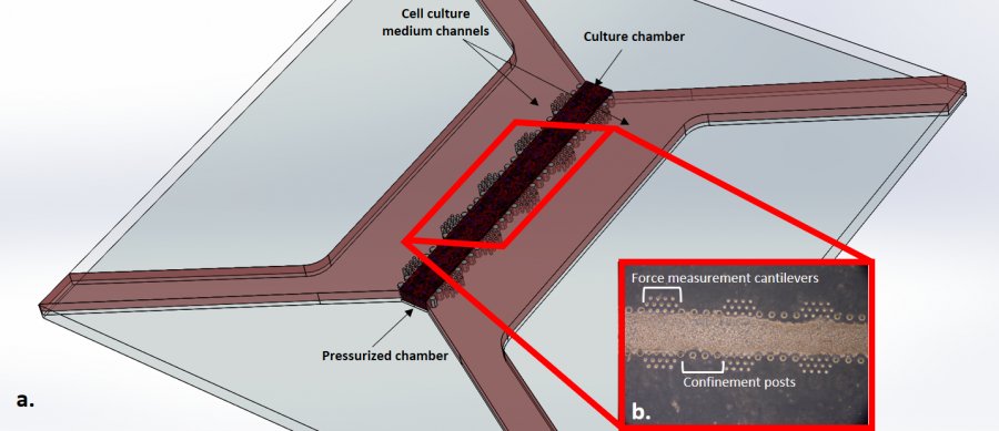 Heart on a chip  a) disegno schematico di un dispositivo per la coltura di cardiomiociti; i cardiomiociti sono caricati in un gel di fibrina confinato tra due file di colonne , cos da ottenere due canali laterali per il nutrimento; il lab on a chip  attuato mediante pressurizzazione di una camera posta inferiormente. b. immagine di cellule di cardiomiociti di ratto in cotura nel chip; le cellule sono tenute in coltura per 7 giorni in condizioni di stimolazione meccanica ciclica (deformazione a trazione del 10% a 1 Hz) per simulare le condizioni in vivo. Un nuovo sistema basato su cantilever  utilizzato per misurare le forze generate dalle cellule durante la contrazione.